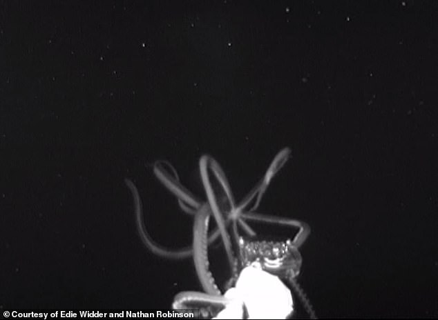 Γιγαντιαίο καλαμάρι τεσσάρων μέτρων καταγράφηκε στα βάθη του Ατλαντικού - Φωτογραφία 2