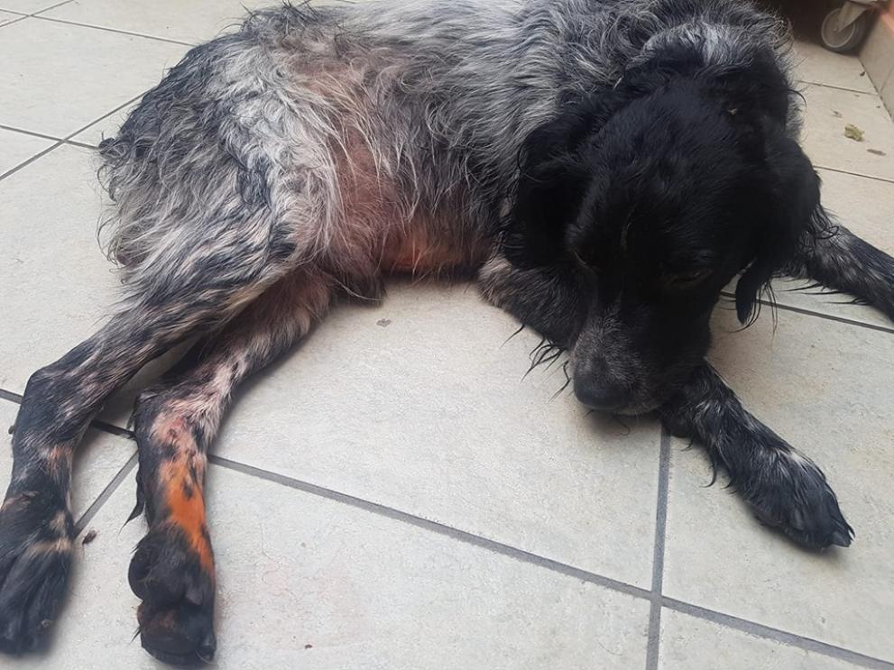 Μυτιλήνη: Ασυνείδητος παρασύρει σκύλο και βρίζει τους αυτόπτες μάρτυρες (video) - Φωτογραφία 2
