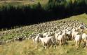 Κτηνοτρόφοι: Καθορίστηκε το ύψος της συνδεδεμένης ενίσχυσης για τα ειδικά δικαιώματα