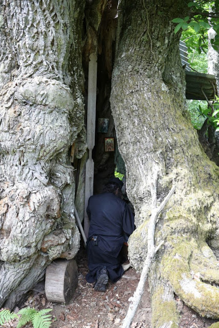 12194 - Δένδρο του Αθωνικού δάσους μετατράπηκε σε ασκητικό τόπο προσευχής! (φωτογραφίες) - Φωτογραφία 10