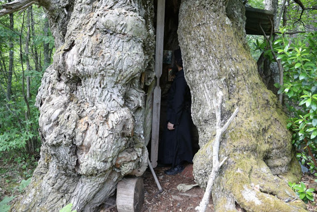 12194 - Δένδρο του Αθωνικού δάσους μετατράπηκε σε ασκητικό τόπο προσευχής! (φωτογραφίες) - Φωτογραφία 11