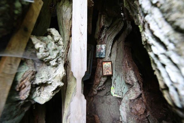 12194 - Δένδρο του Αθωνικού δάσους μετατράπηκε σε ασκητικό τόπο προσευχής! (φωτογραφίες) - Φωτογραφία 12