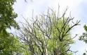 12194 - Δένδρο του Αθωνικού δάσους μετατράπηκε σε ασκητικό τόπο προσευχής! (φωτογραφίες) - Φωτογραφία 18