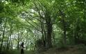 12194 - Δένδρο του Αθωνικού δάσους μετατράπηκε σε ασκητικό τόπο προσευχής! (φωτογραφίες) - Φωτογραφία 6