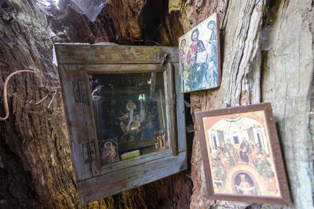12194 - Δένδρο του Αθωνικού δάσους μετατράπηκε σε ασκητικό τόπο προσευχής! (φωτογραφίες) - Φωτογραφία 13