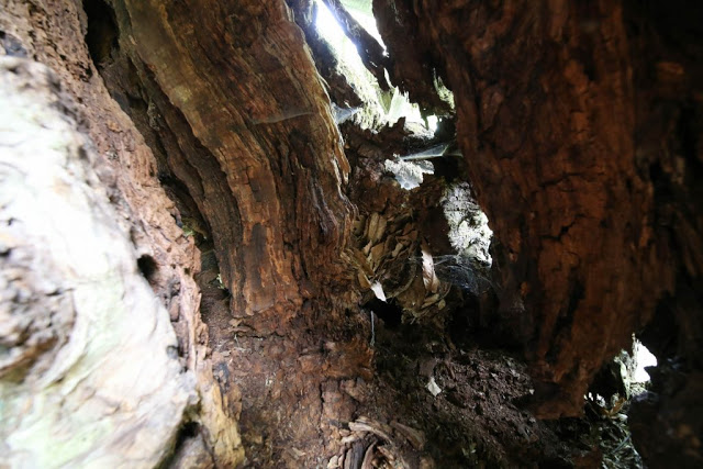12194 - Δένδρο του Αθωνικού δάσους μετατράπηκε σε ασκητικό τόπο προσευχής! (φωτογραφίες) - Φωτογραφία 15