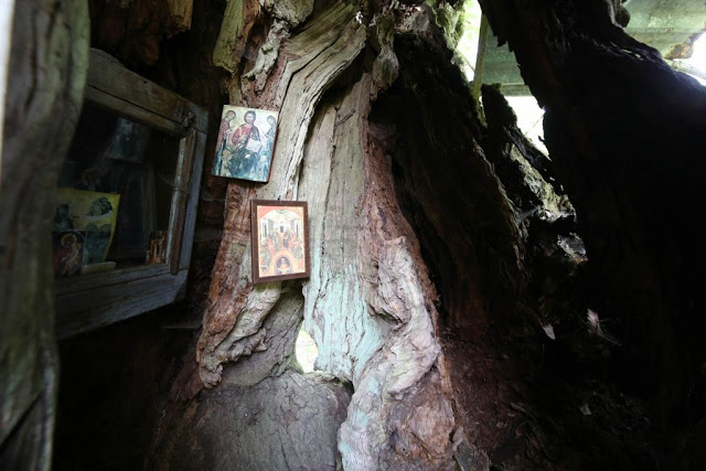 12194 - Δένδρο του Αθωνικού δάσους μετατράπηκε σε ασκητικό τόπο προσευχής! (φωτογραφίες) - Φωτογραφία 16