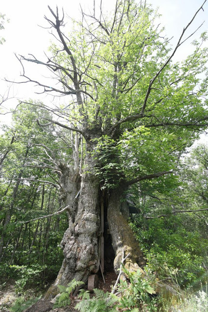12194 - Δένδρο του Αθωνικού δάσους μετατράπηκε σε ασκητικό τόπο προσευχής! (φωτογραφίες) - Φωτογραφία 17