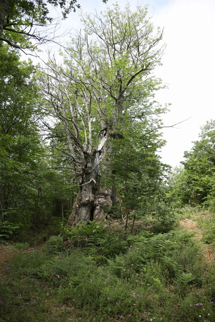 12194 - Δένδρο του Αθωνικού δάσους μετατράπηκε σε ασκητικό τόπο προσευχής! (φωτογραφίες) - Φωτογραφία 8