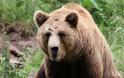 Αρκούδα κρατούσε άνδρα για 30 μέρες στη φωλιά της! – Σοκαριστική η εικόνα του.. (video)
