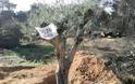 Μεταφύτευση 60 ελαιοδένδρων στις πυρόπληκτες περιοχές της Αττικής  Μαραθώνα και Ραφήνας