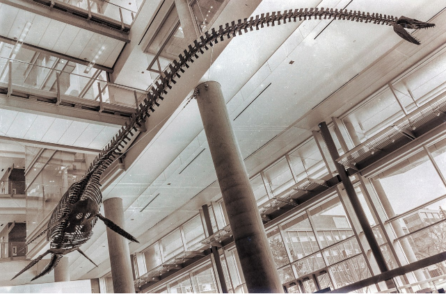 Παλαιοντολόγοι βρήκαν απολίθωμα δεινοσαύρου ίδιο με το «τέρας του Λοχ Νες» στην... Ανταρκτική (pics) - Φωτογραφία 2