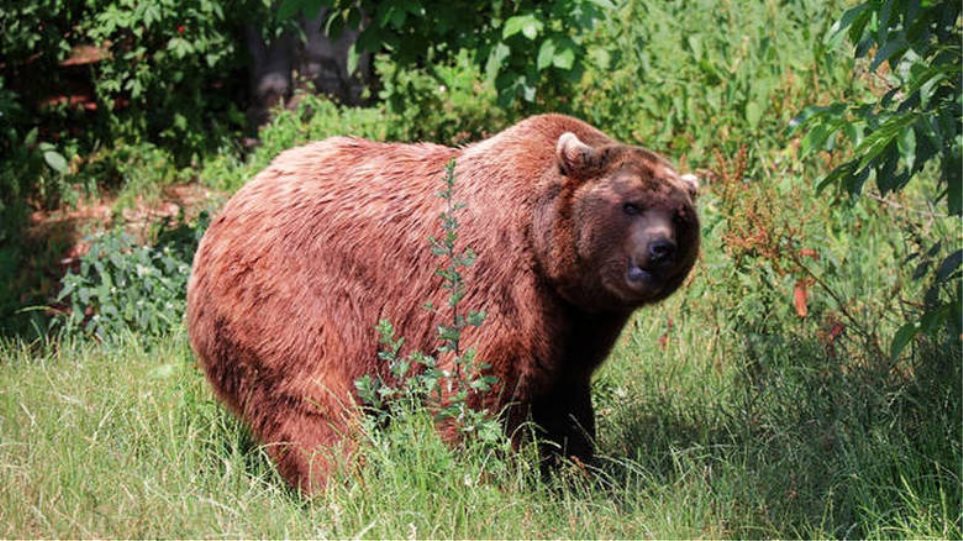 Ζωντανός από θαύμα αιχμάλωτος αρκούδας για 30 μέρες - Σοκάρει η εικόνα του - Φωτογραφία 1