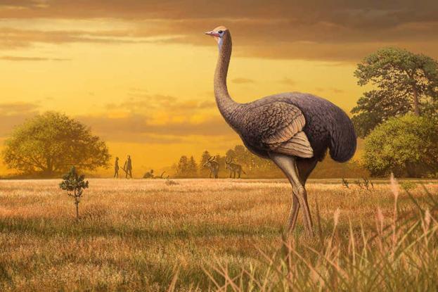 Το μεγαλύτερο πουλί που πάτησε στη Γη - Δεν μπορούσε να πετάξει, ζύγισε 450 κιλά - Φωτογραφία 1