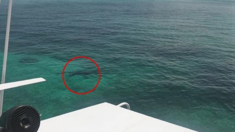 Μπαχάμες: Τουρίστρια βρήκε φρικτό θάνατο από καρχαρίες - Φωτογραφία 1