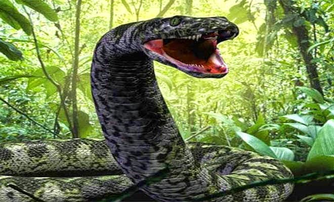 MEDUSA: Το μεγαλύτερο φίδι στον κόσμο που ζει σε αιχμαλωσια (ΒΙΝΤΕΟ)!! - Φωτογραφία 1