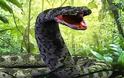 MEDUSA: Το μεγαλύτερο φίδι στον κόσμο που ζει σε αιχμαλωσια (ΒΙΝΤΕΟ)!!