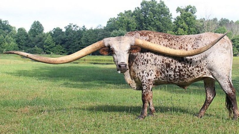 Το βόδι με τα πιο μεγάλα κέρατα στον κόσμο - Φωτογραφία 1