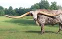 Το βόδι με τα πιο μεγάλα κέρατα στον κόσμο - Φωτογραφία 1