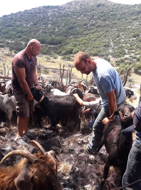 Παραδοσιακό Κούρεμα γιδιών στο Βάτο Ακαρνανίας [ΦΩΤΟ-ΒΙΝΤΕΟ: Στέλλα Λιάπη] - Φωτογραφία 103