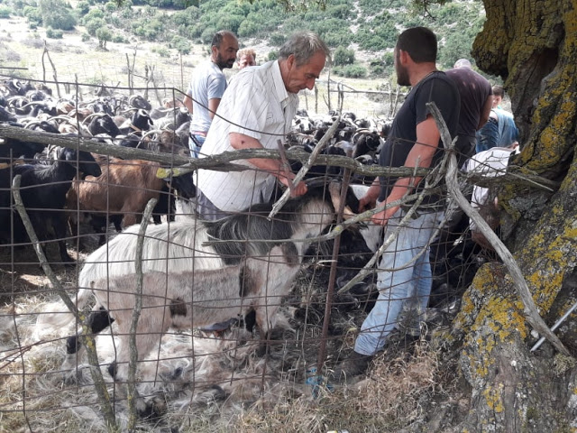 Παραδοσιακό Κούρεμα γιδιών στο Βάτο Ακαρνανίας [ΦΩΤΟ-ΒΙΝΤΕΟ: Στέλλα Λιάπη] - Φωτογραφία 108