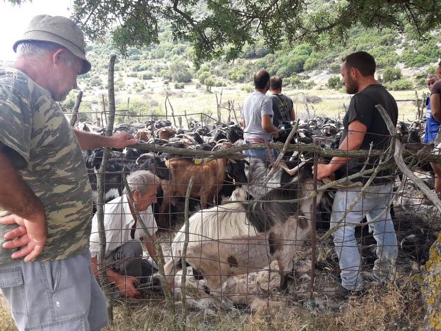 Παραδοσιακό Κούρεμα γιδιών στο Βάτο Ακαρνανίας [ΦΩΤΟ-ΒΙΝΤΕΟ: Στέλλα Λιάπη] - Φωτογραφία 110