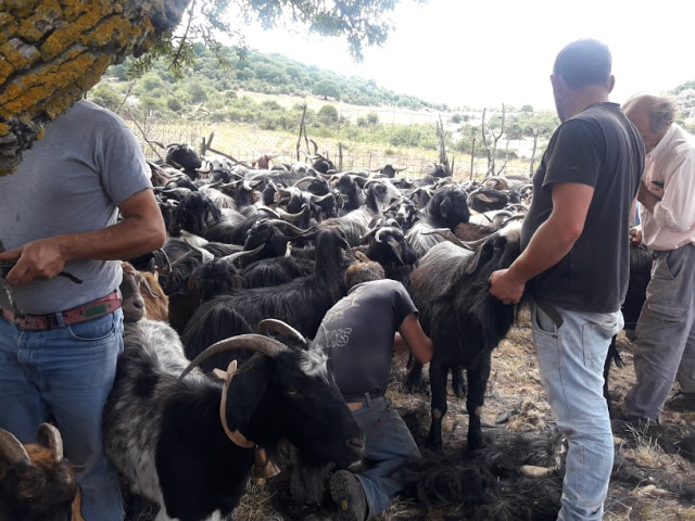 Παραδοσιακό Κούρεμα γιδιών στο Βάτο Ακαρνανίας [ΦΩΤΟ-ΒΙΝΤΕΟ: Στέλλα Λιάπη] - Φωτογραφία 125