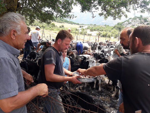 Παραδοσιακό Κούρεμα γιδιών στο Βάτο Ακαρνανίας [ΦΩΤΟ-ΒΙΝΤΕΟ: Στέλλα Λιάπη] - Φωτογραφία 147