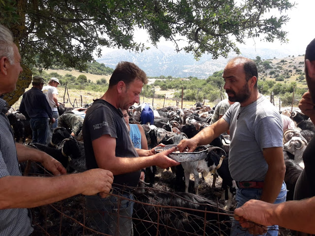 Παραδοσιακό Κούρεμα γιδιών στο Βάτο Ακαρνανίας [ΦΩΤΟ-ΒΙΝΤΕΟ: Στέλλα Λιάπη] - Φωτογραφία 149