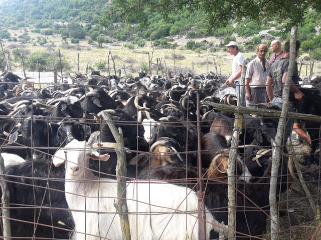 Παραδοσιακό Κούρεμα γιδιών στο Βάτο Ακαρνανίας [ΦΩΤΟ-ΒΙΝΤΕΟ: Στέλλα Λιάπη] - Φωτογραφία 17