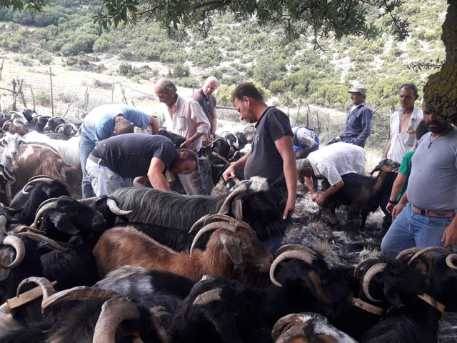 Παραδοσιακό Κούρεμα γιδιών στο Βάτο Ακαρνανίας [ΦΩΤΟ-ΒΙΝΤΕΟ: Στέλλα Λιάπη] - Φωτογραφία 18