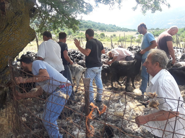 Παραδοσιακό Κούρεμα γιδιών στο Βάτο Ακαρνανίας [ΦΩΤΟ-ΒΙΝΤΕΟ: Στέλλα Λιάπη] - Φωτογραφία 19