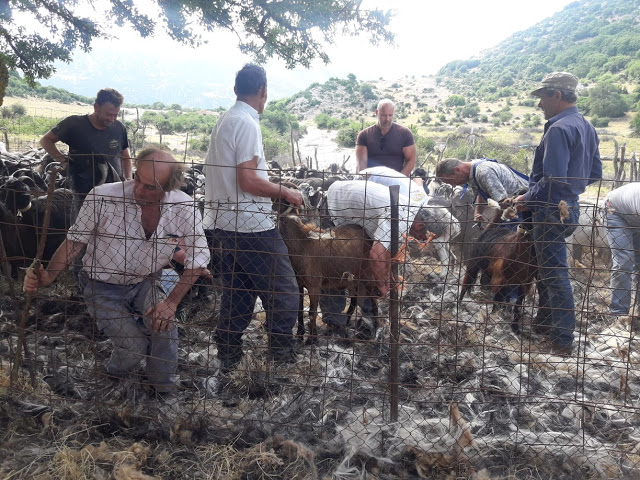 Παραδοσιακό Κούρεμα γιδιών στο Βάτο Ακαρνανίας [ΦΩΤΟ-ΒΙΝΤΕΟ: Στέλλα Λιάπη] - Φωτογραφία 22