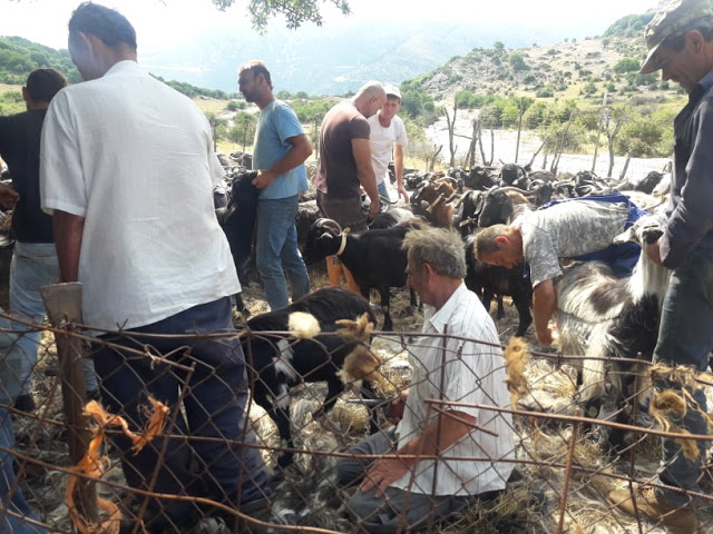 Παραδοσιακό Κούρεμα γιδιών στο Βάτο Ακαρνανίας [ΦΩΤΟ-ΒΙΝΤΕΟ: Στέλλα Λιάπη] - Φωτογραφία 26