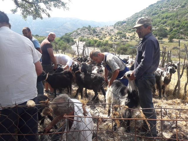 Παραδοσιακό Κούρεμα γιδιών στο Βάτο Ακαρνανίας [ΦΩΤΟ-ΒΙΝΤΕΟ: Στέλλα Λιάπη] - Φωτογραφία 27