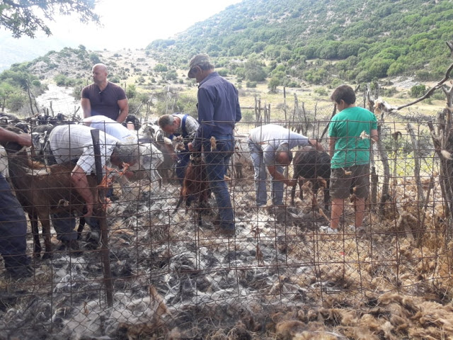 Παραδοσιακό Κούρεμα γιδιών στο Βάτο Ακαρνανίας [ΦΩΤΟ-ΒΙΝΤΕΟ: Στέλλα Λιάπη] - Φωτογραφία 32