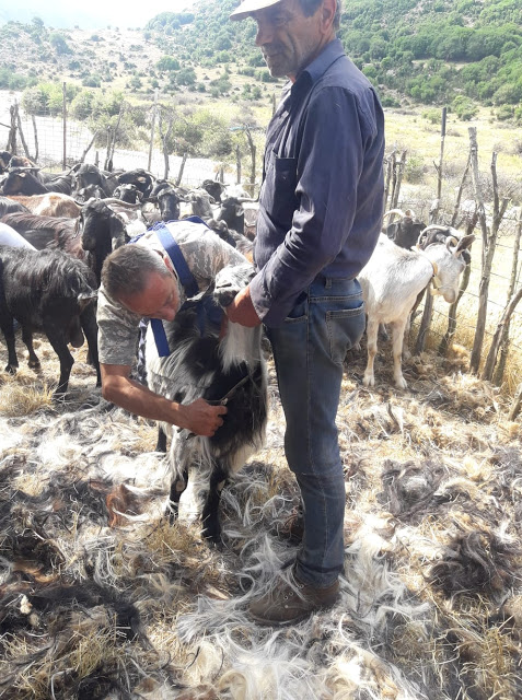 Παραδοσιακό Κούρεμα γιδιών στο Βάτο Ακαρνανίας [ΦΩΤΟ-ΒΙΝΤΕΟ: Στέλλα Λιάπη] - Φωτογραφία 33