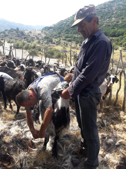 Παραδοσιακό Κούρεμα γιδιών στο Βάτο Ακαρνανίας [ΦΩΤΟ-ΒΙΝΤΕΟ: Στέλλα Λιάπη] - Φωτογραφία 34