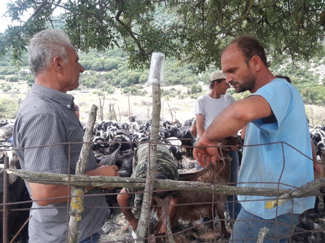 Παραδοσιακό Κούρεμα γιδιών στο Βάτο Ακαρνανίας [ΦΩΤΟ-ΒΙΝΤΕΟ: Στέλλα Λιάπη] - Φωτογραφία 42