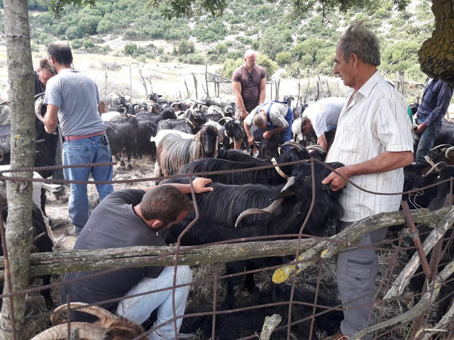 Παραδοσιακό Κούρεμα γιδιών στο Βάτο Ακαρνανίας [ΦΩΤΟ-ΒΙΝΤΕΟ: Στέλλα Λιάπη] - Φωτογραφία 52