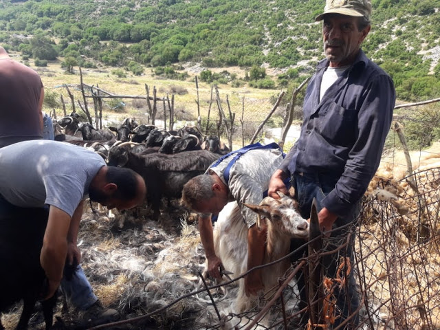 Παραδοσιακό Κούρεμα γιδιών στο Βάτο Ακαρνανίας [ΦΩΤΟ-ΒΙΝΤΕΟ: Στέλλα Λιάπη] - Φωτογραφία 55