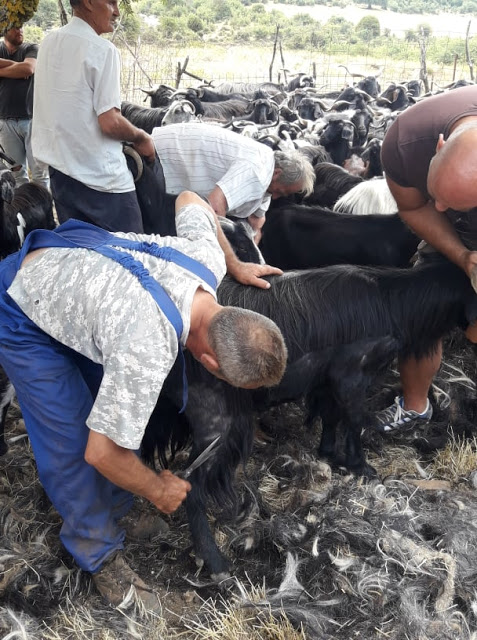 Παραδοσιακό Κούρεμα γιδιών στο Βάτο Ακαρνανίας [ΦΩΤΟ-ΒΙΝΤΕΟ: Στέλλα Λιάπη] - Φωτογραφία 56