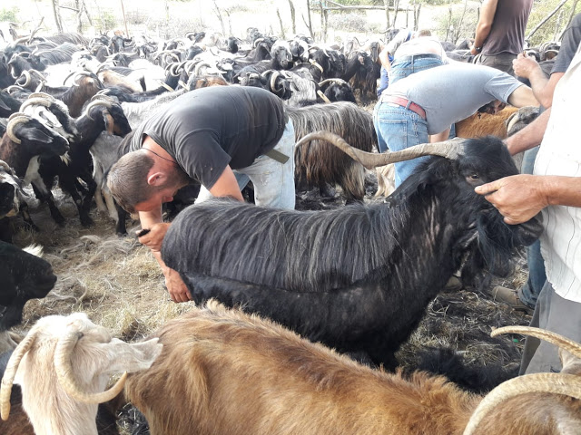 Παραδοσιακό Κούρεμα γιδιών στο Βάτο Ακαρνανίας [ΦΩΤΟ-ΒΙΝΤΕΟ: Στέλλα Λιάπη] - Φωτογραφία 86