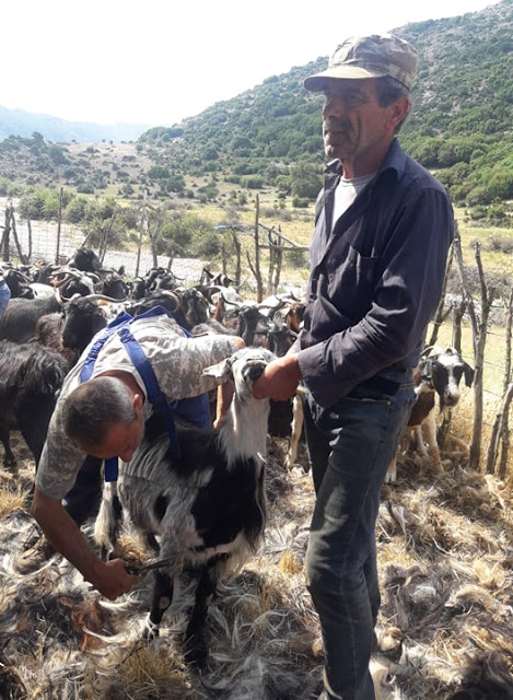 Παραδοσιακό Κούρεμα γιδιών στο Βάτο Ακαρνανίας [ΦΩΤΟ-ΒΙΝΤΕΟ: Στέλλα Λιάπη] - Φωτογραφία 88