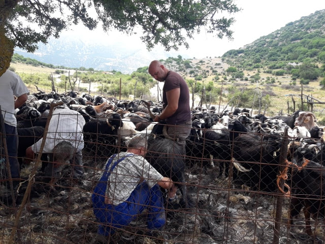 Παραδοσιακό Κούρεμα γιδιών στο Βάτο Ακαρνανίας [ΦΩΤΟ-ΒΙΝΤΕΟ: Στέλλα Λιάπη] - Φωτογραφία 90