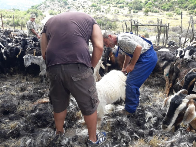 Παραδοσιακό Κούρεμα γιδιών στο Βάτο Ακαρνανίας [ΦΩΤΟ-ΒΙΝΤΕΟ: Στέλλα Λιάπη] - Φωτογραφία 91