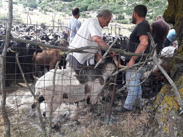 Παραδοσιακό Κούρεμα γιδιών στο Βάτο Ακαρνανίας [ΦΩΤΟ-ΒΙΝΤΕΟ: Στέλλα Λιάπη] - Φωτογραφία 97