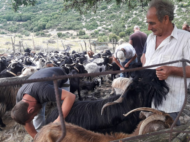 Παραδοσιακό Κούρεμα γιδιών στο Βάτο Ακαρνανίας [ΦΩΤΟ-ΒΙΝΤΕΟ: Στέλλα Λιάπη] - Φωτογραφία 98