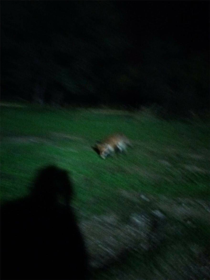 Αλεπούδες και ποντίκια στον προαύλιο χώρο του Λοιμωδών της Αγίας Βαρβάρας - Φωτογραφία 3