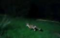 Αλεπούδες και ποντίκια στον προαύλιο χώρο του Λοιμωδών της Αγίας Βαρβάρας